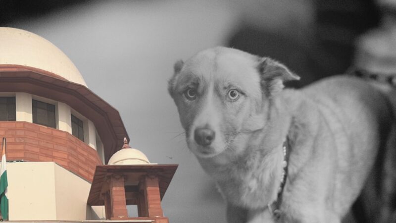 “வெட்கக்கேடு!” தெருநாய்கள் விவகாரம்: மாநில முதல்வர்களுக்கு சுப்ரீம் கோர்ட் கண்டனம்!