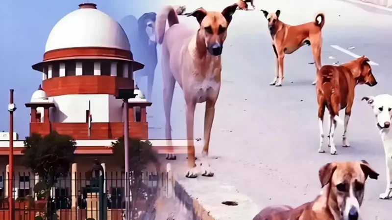 தெரு நாய் கடி விவகாரத்தில் வழிகாட்டு நெறிமுறைகள்; சுப்ரீம் கோர்ட் அதிரடி!