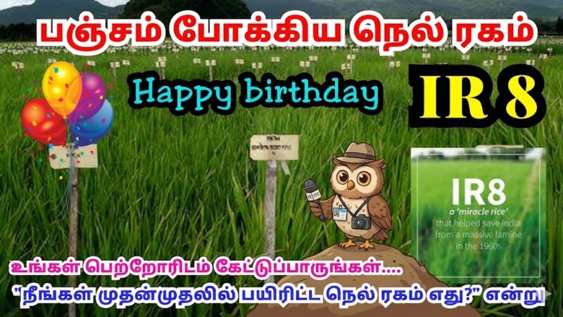 🍚 ஐ.ஆர்.8: பஞ்சத்தைப் போக்கிய அபூர்வ அரிசி ரகத்தின் பிறந்தநாள்!