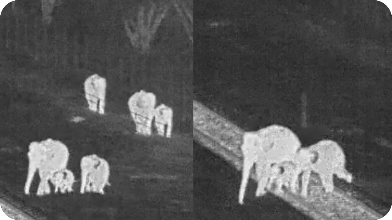 யானைகளைக் காக்கும் AI – மதுரைக்கரை காட்டுக்குள் ஒரு தொழில்நுட்பப் புரட்சி!