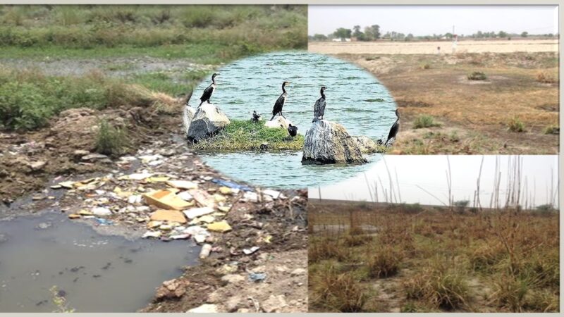 சதுப்பு நிலப் பராமரிப்பில் அலட்சியம்:தமிழகத்திற்கு ஆண்டுக்கு ₹19,000 கோடி பொருளாதார இழப்பு!