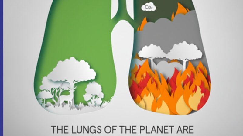 பூமியின் நுரையீரல் கருகுகிறதா? அமேசான் பேராபத்து!