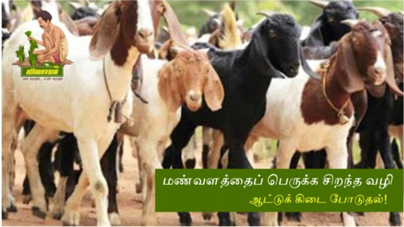 மண்ணைக் காக்கும் ‘கிடை’ அமர்த்துதல்: ஒரு பாரம்பர்யச் சுழற்சி!