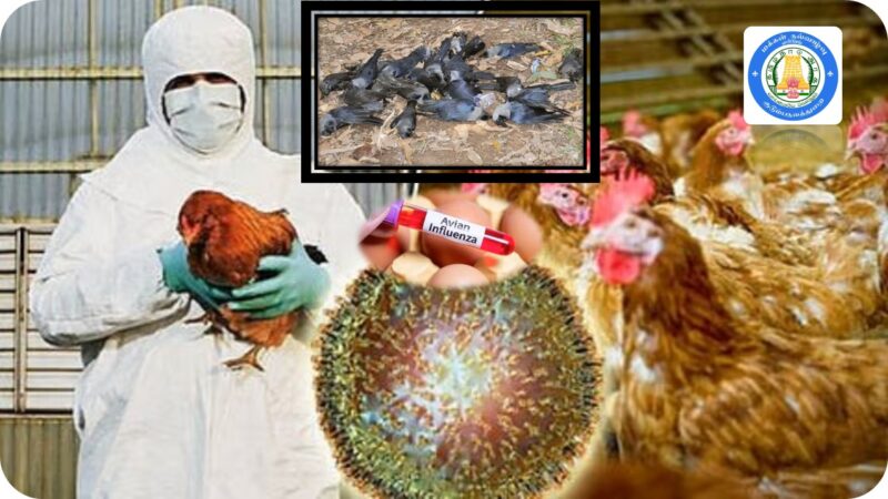 சென்னையில் பறவைக் காய்ச்சல் உறுதி: பரவும் H5N1 வைரஸ் – தற்காத்துக் கொள்வது எப்படி?