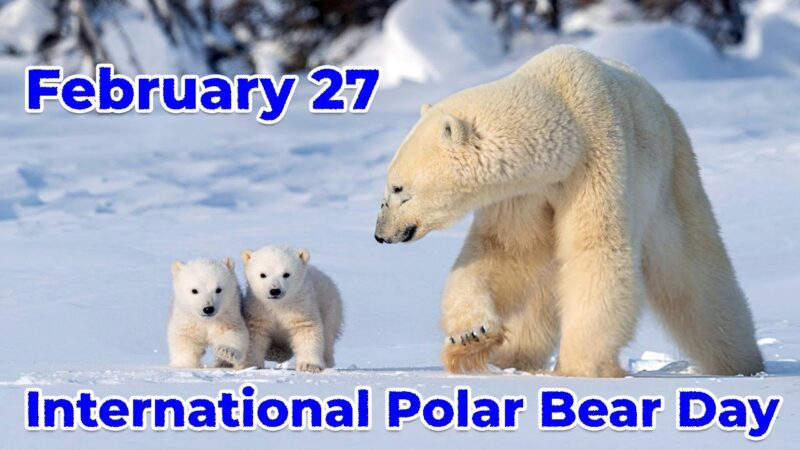 பனி உலகத்து ராஜாவிற்கு ஒரு நாள்: சர்வதேச துருவக் கரடிகள் தினம்!