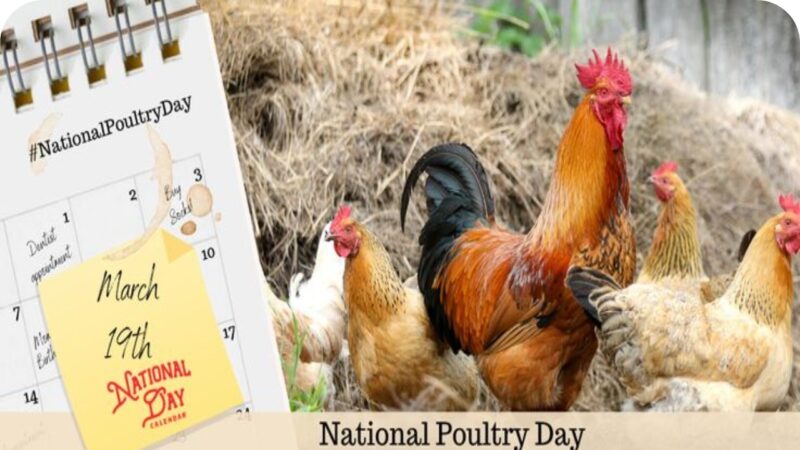 தேசிய கோழிப்பண்ணை தினம்: ஆரோக்கியம் மற்றும் ருசியின் சங்கமம்!