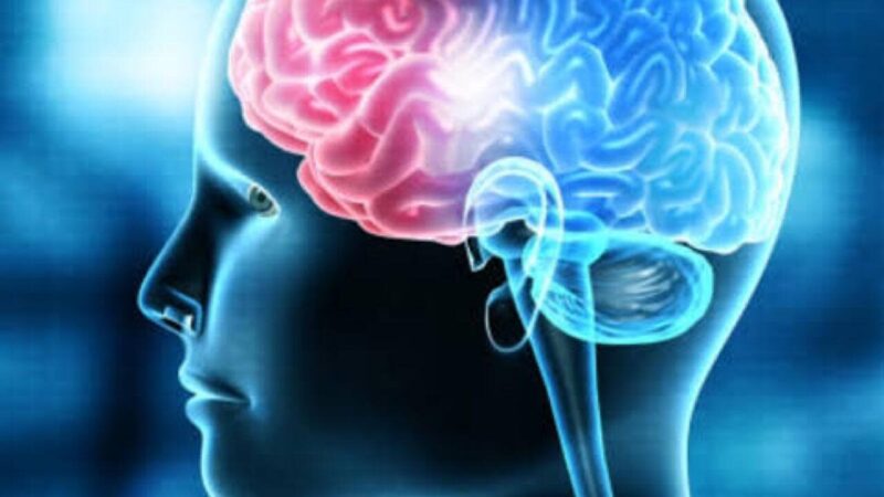 உலக மூளை தினம்: ஜூலை 22 – நம்மை வழிநடத்தும் ஆற்றல் மையம்